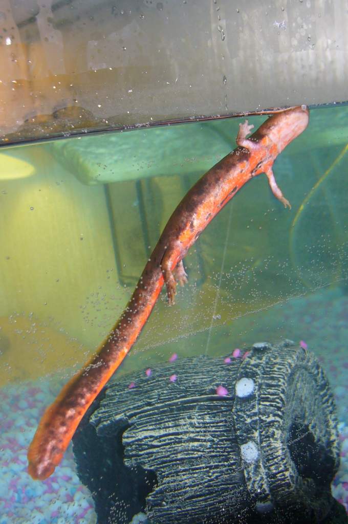 Bully having a swim.