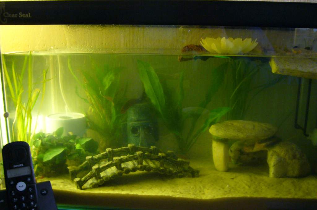 BULLYS TANK