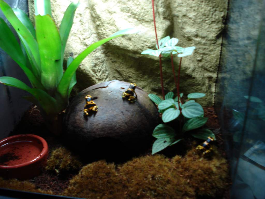 Bumble bee dart frogs