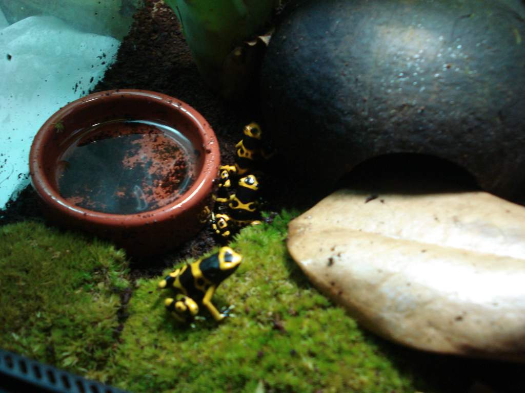 bumble bee darts