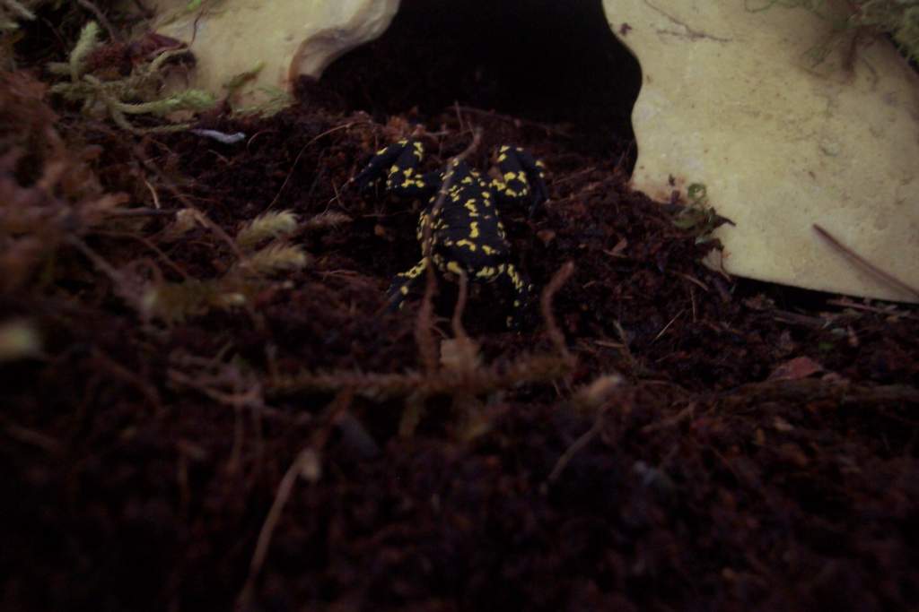 Bumble Bee Toad