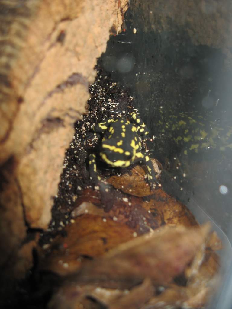 Bumble bee toad