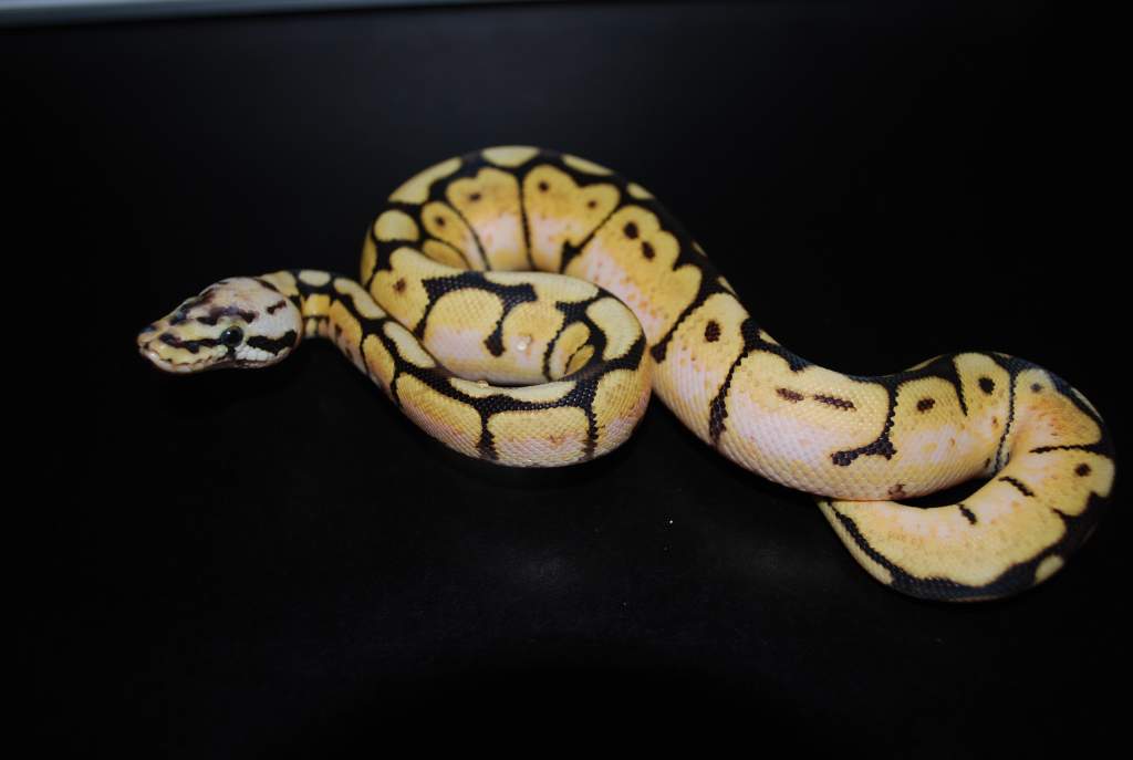 bumblebee ball python