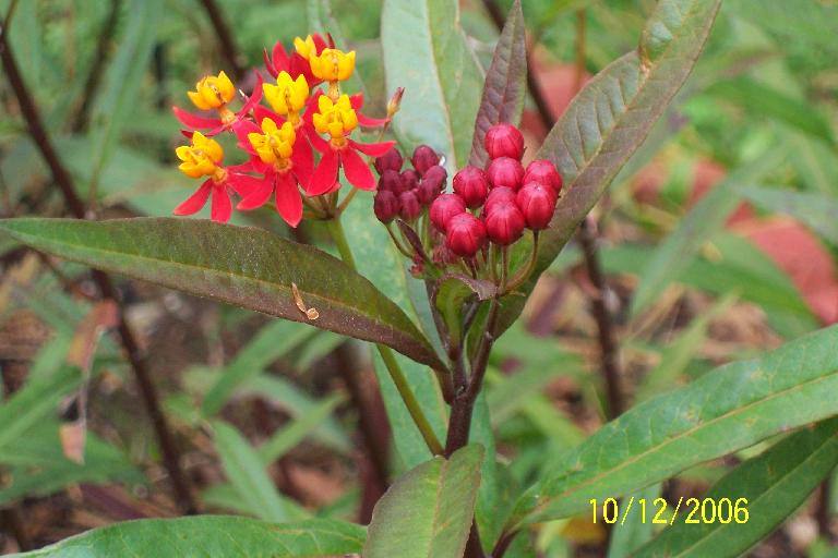 Butterfly Weed2