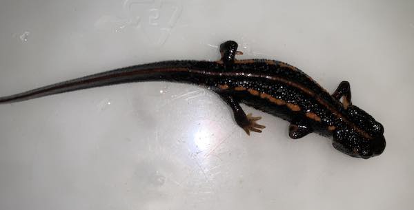 C. e. ensicauda juvenile with stripe and speckling