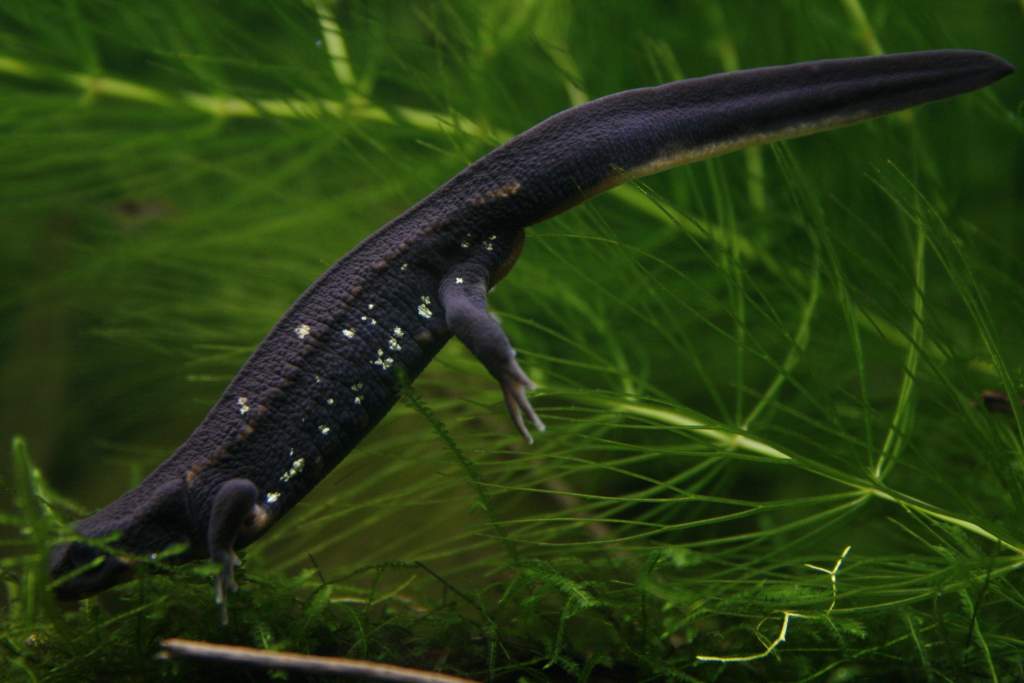 C. e. p. catching a Neocaridina