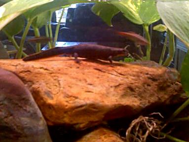 C.O. Big Mama with White Cloud Mountain minnows.