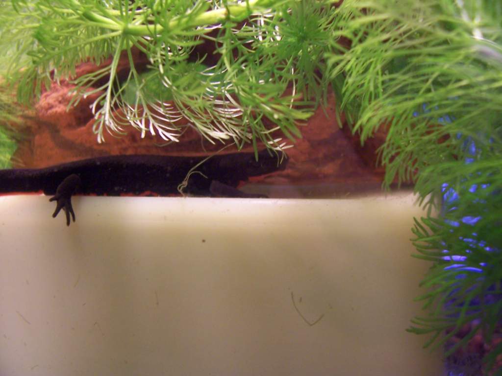 C.Orientalis Female in substitute tank with new plants on substitute Island