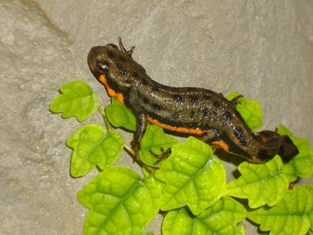 C. pyrrhogaster male from Kanagawa (Kanto)