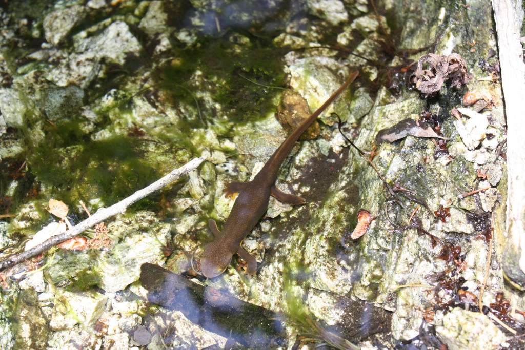 CA newt, one of 50,000,000 that day...