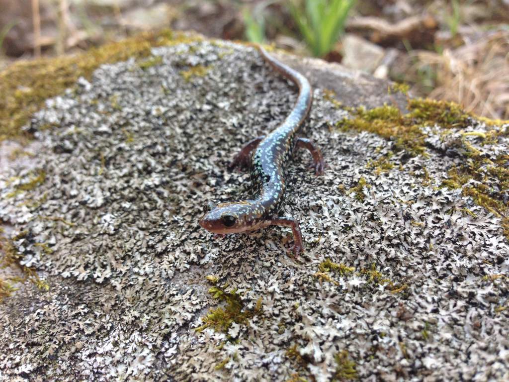 Caddo Mountain Salamander (Plethodon caddoensis)