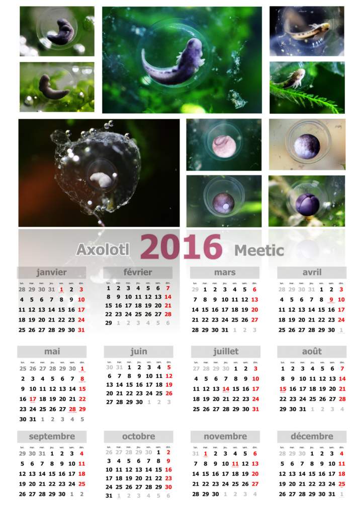 Calendrier 2016
Development axolotl embryos