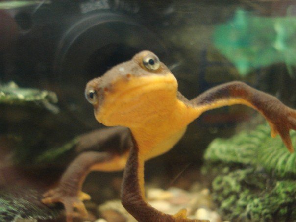 California Newt