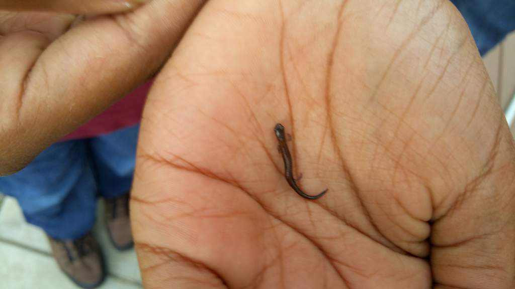 California slender salamander 1