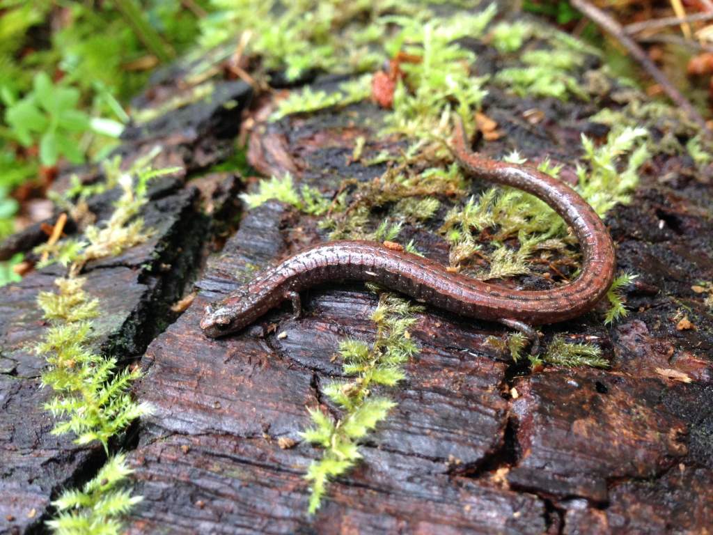 California Slender Salamander (Batrachoseps attenuatus)