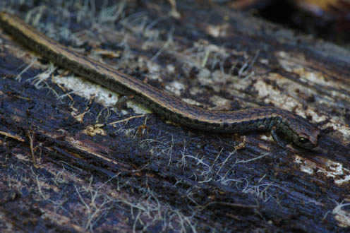 California Slender Salamander.  This is an image from Big Basin State Park in California.