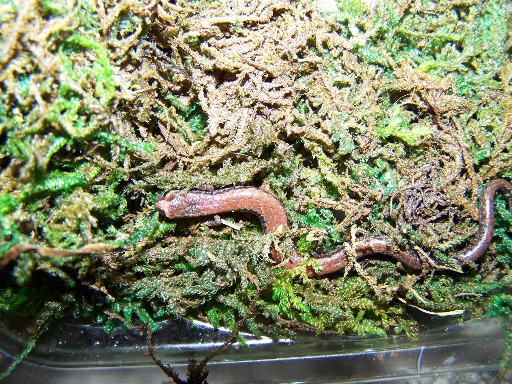 California Slender Salamander