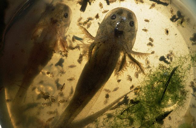 California Tiger Salamander (field collection)