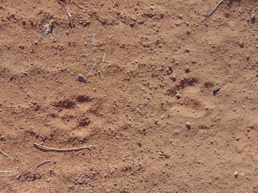 Canid tracks. No clue of species