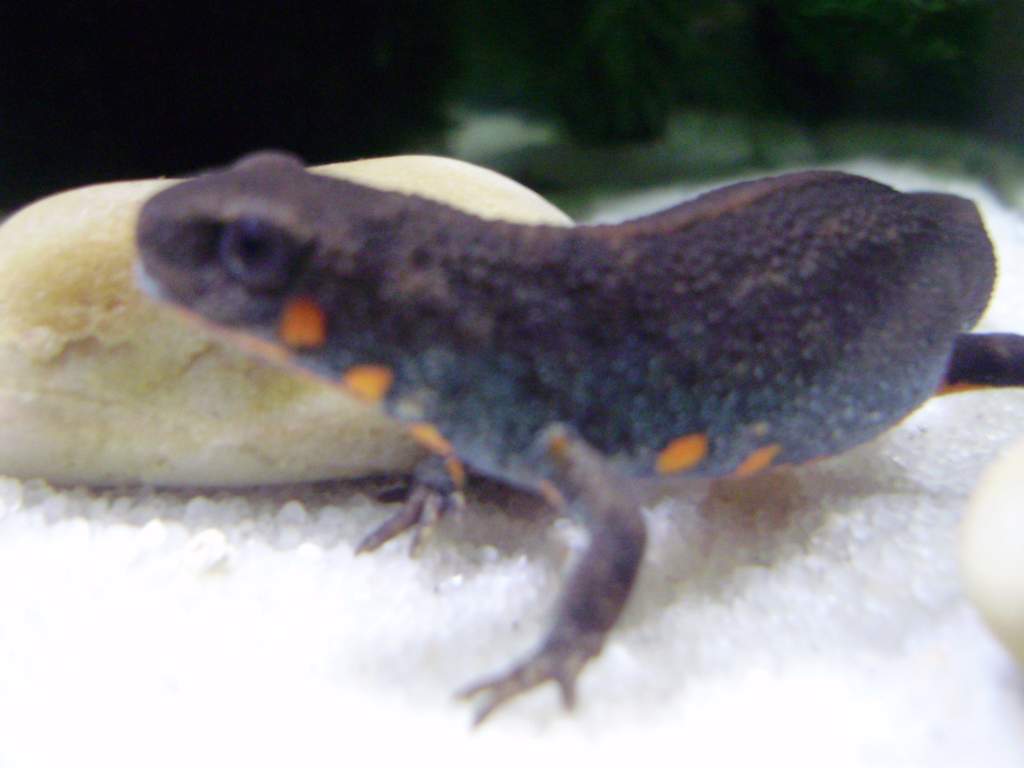 Cariocecus