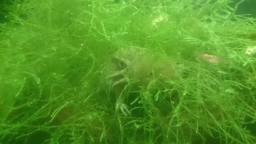 Carlton hunting for shrimp in the Java moss