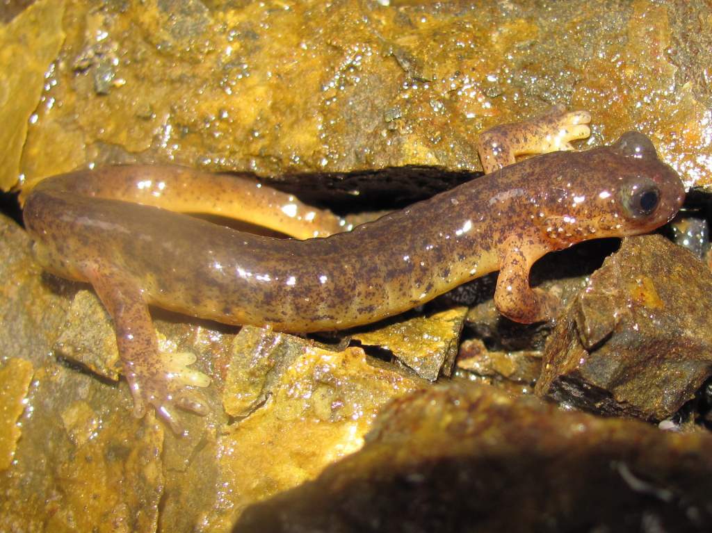 Cascades Torrent Salamander