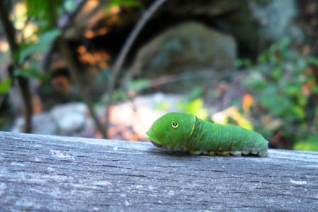 Caterpillar at Giant City State Park