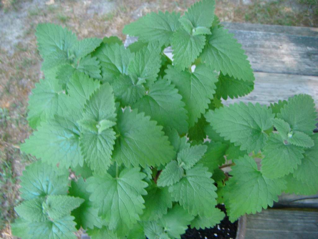 Catnip [Nepeta Cataria] I named this strain myself, I call it BLNF (Big Leaf No Flower) Had 6 generations of this catnip and never had flowers.