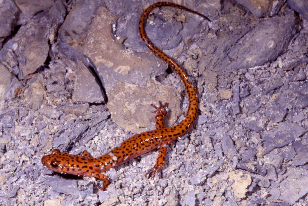 Cave Salamander cave Indiana