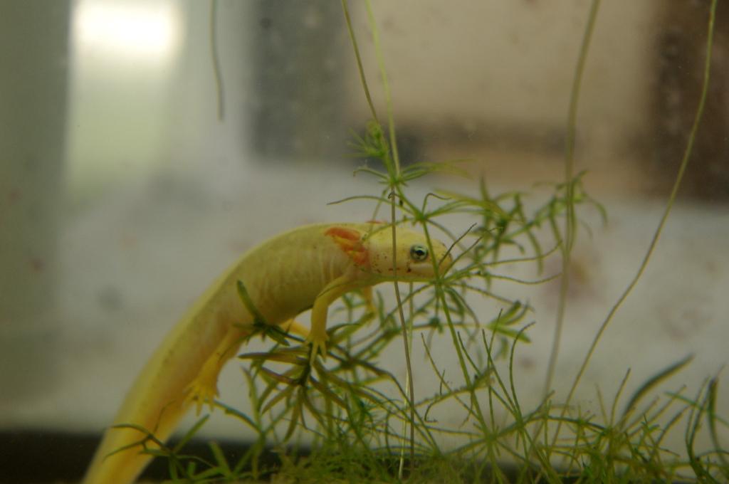 CB leucistic, neotenic Taricha granulosa