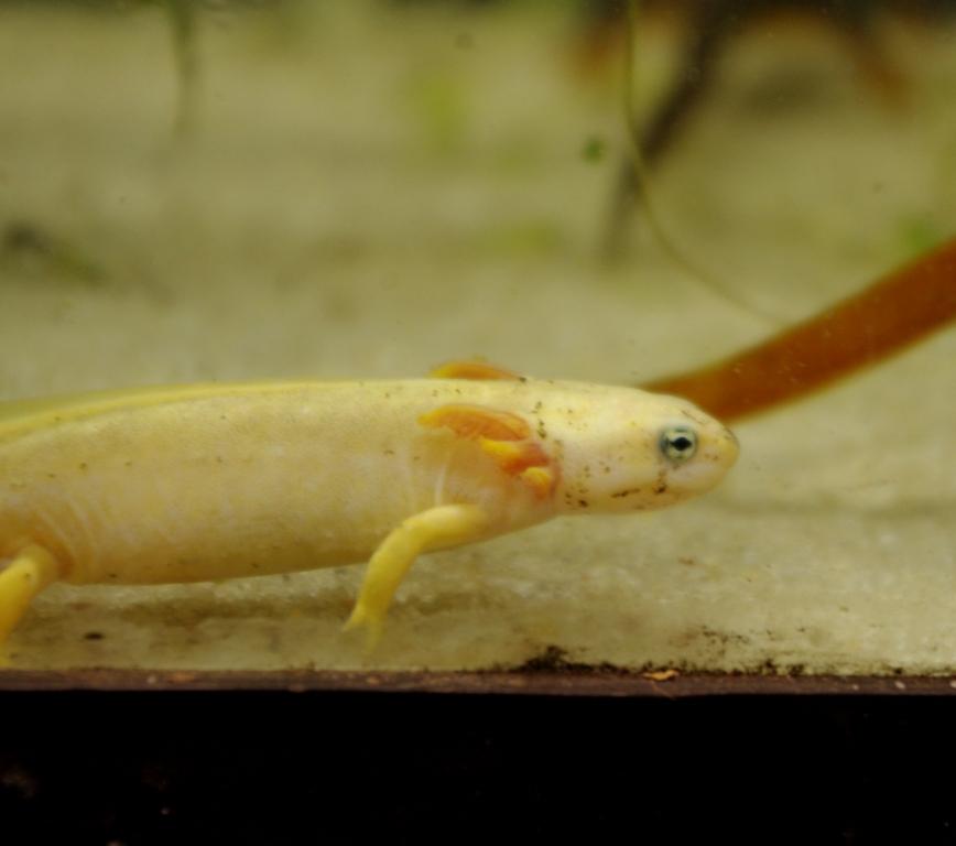 CB leucistic, neotenic Taricha granulosa