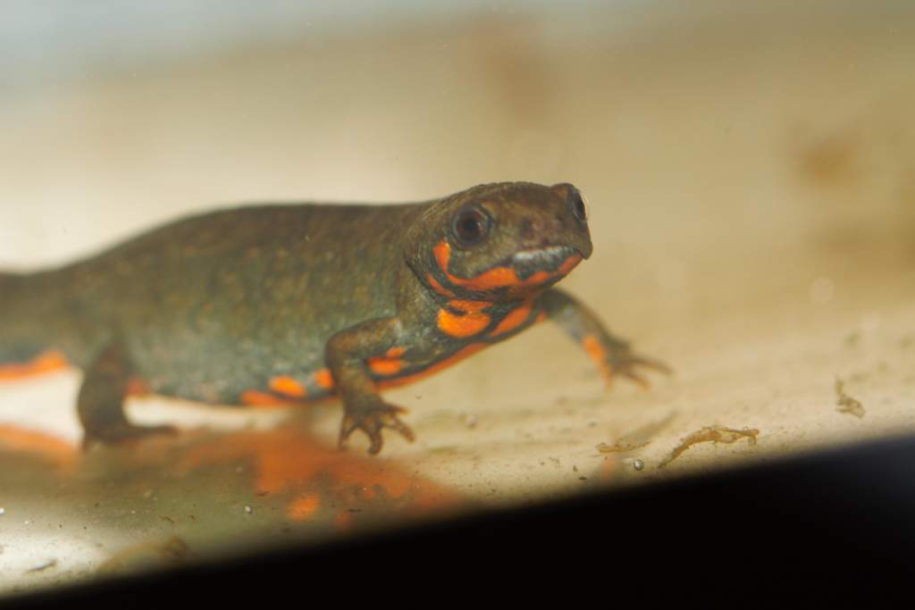 ccyanurus adult (2) copy