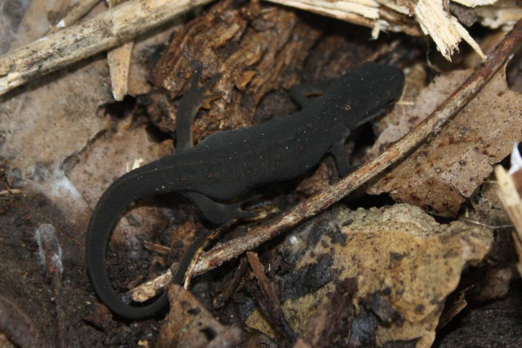 Central Newt