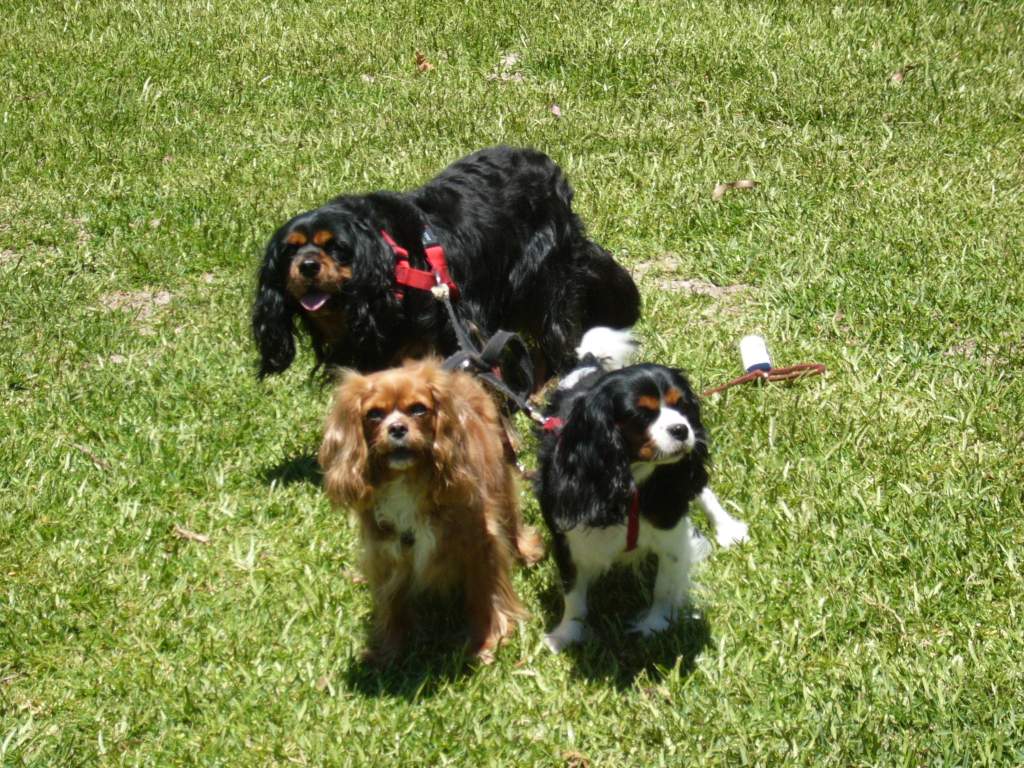 Cerberus the 3 headed dog