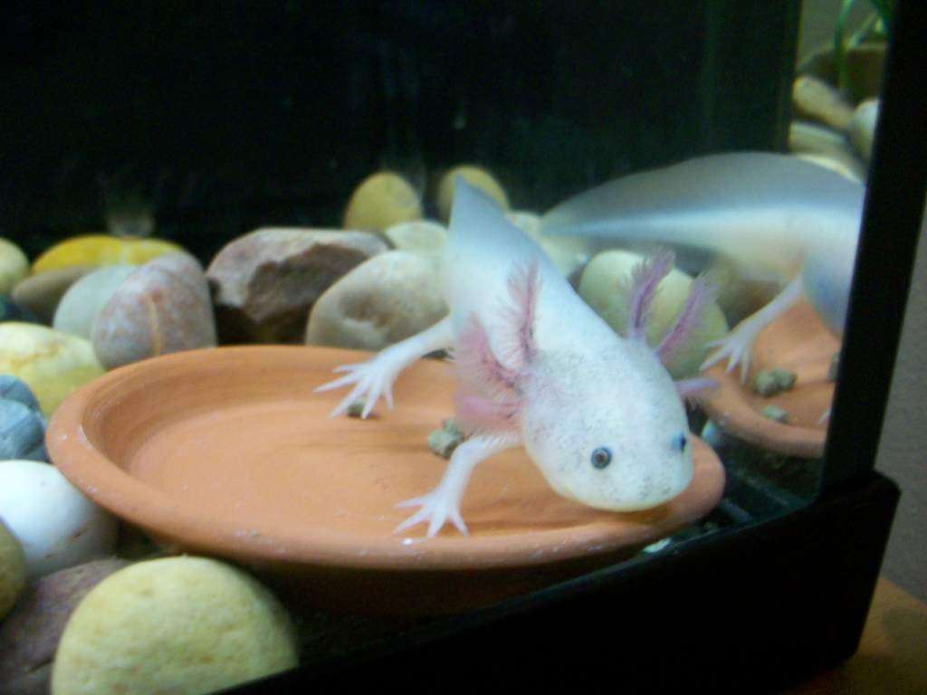 Chantico in her food dish