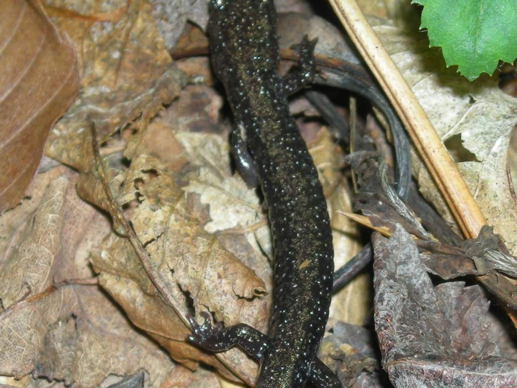 Cheat Mountain salamander (Federally threatened)