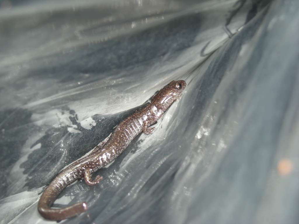 Cheat Mountain salamander