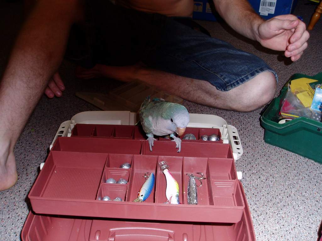 Checkin out daddy's new tackle box