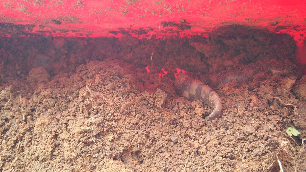 Checking up on him, I ended up loosening the soil for him later that night so he could burrow better.