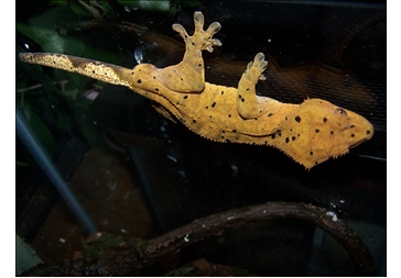 Cheeka Chub, one of my males. He's almost two years old.
He's a dalmatian morf crested gecko.