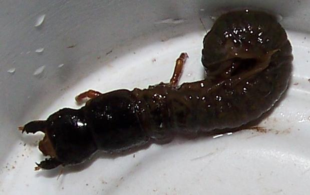 Chekov's Earwig Aquatic Catskills