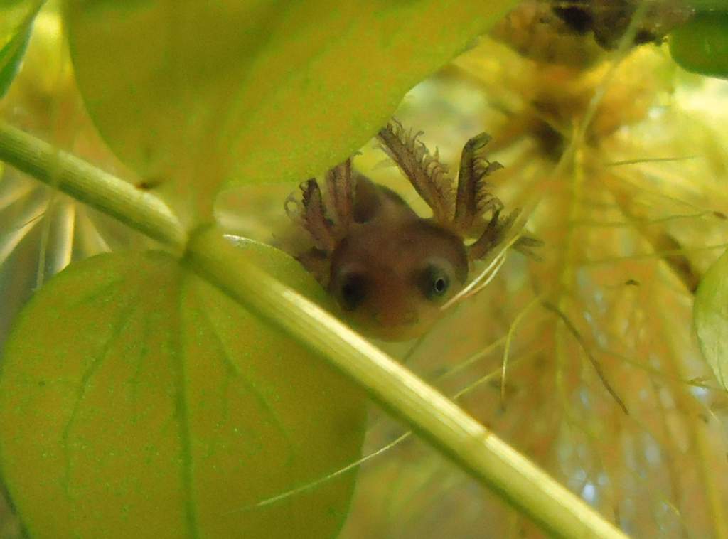 chengonggensis larva