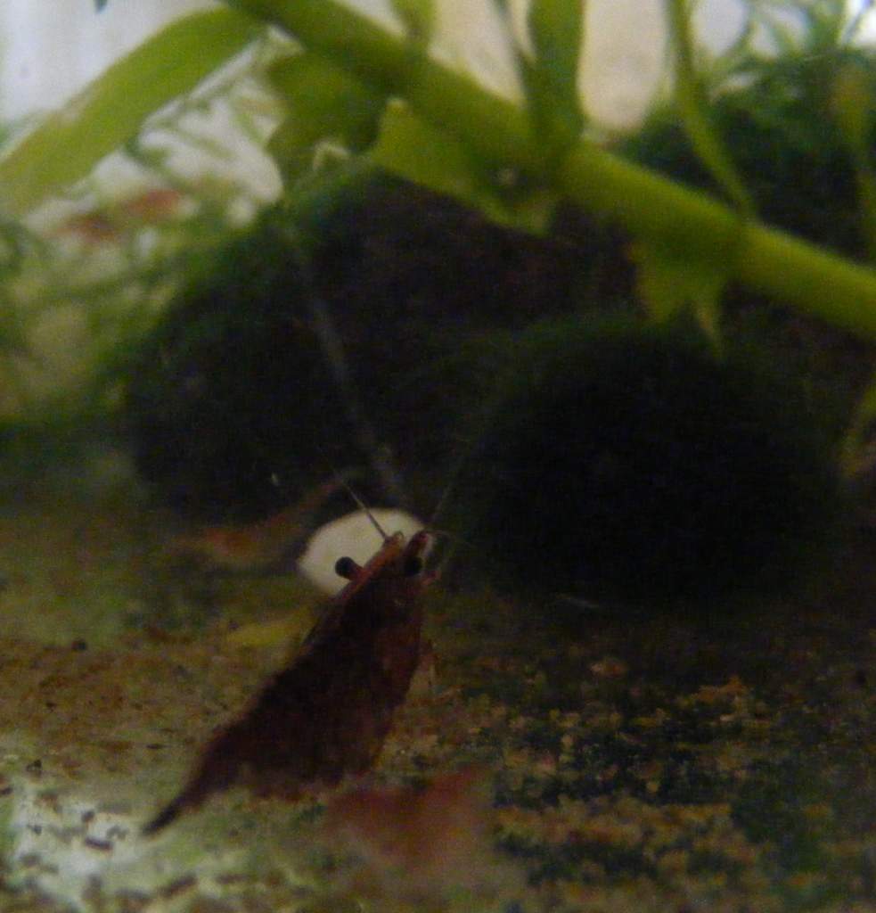 cherry shrimp