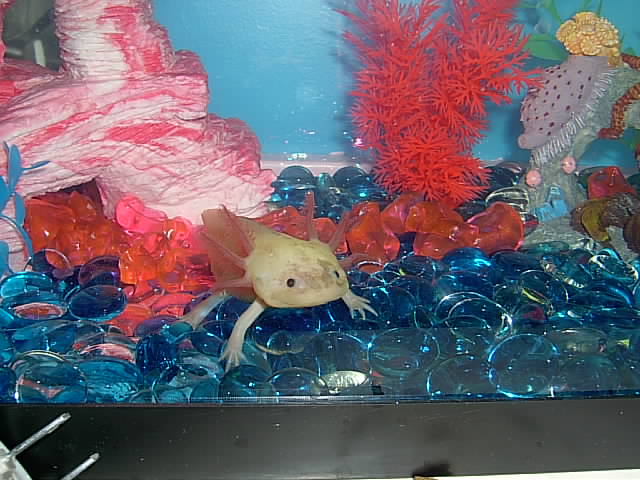 Chilling in her lusterous tank