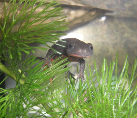 Chinese Fire Bellied Newt (Cynops orientalis)