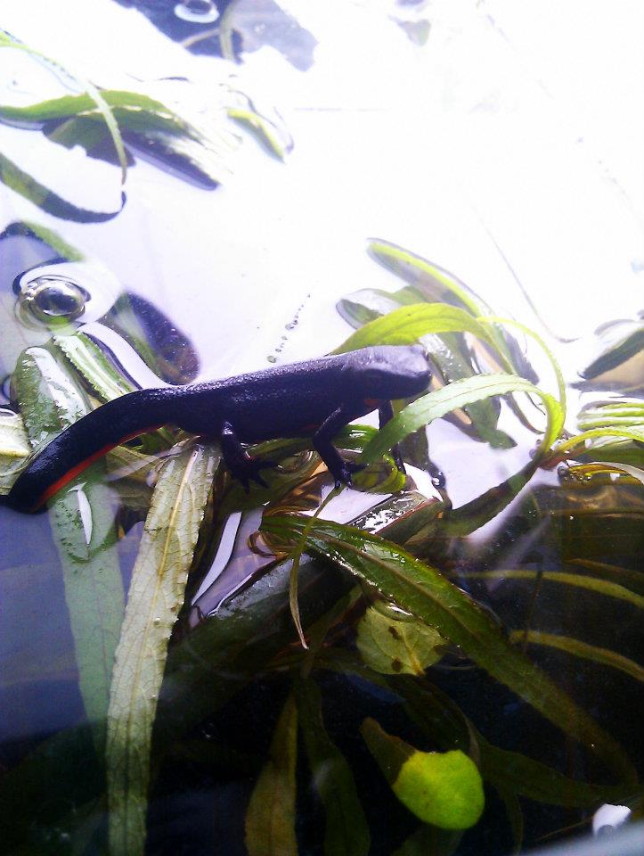 Chinese fire bellied newt (one of the 5 adults we have)