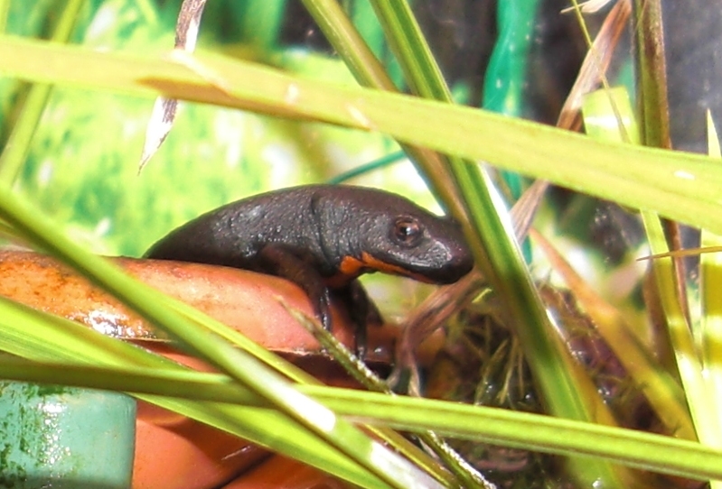 chinese fire bellied newt