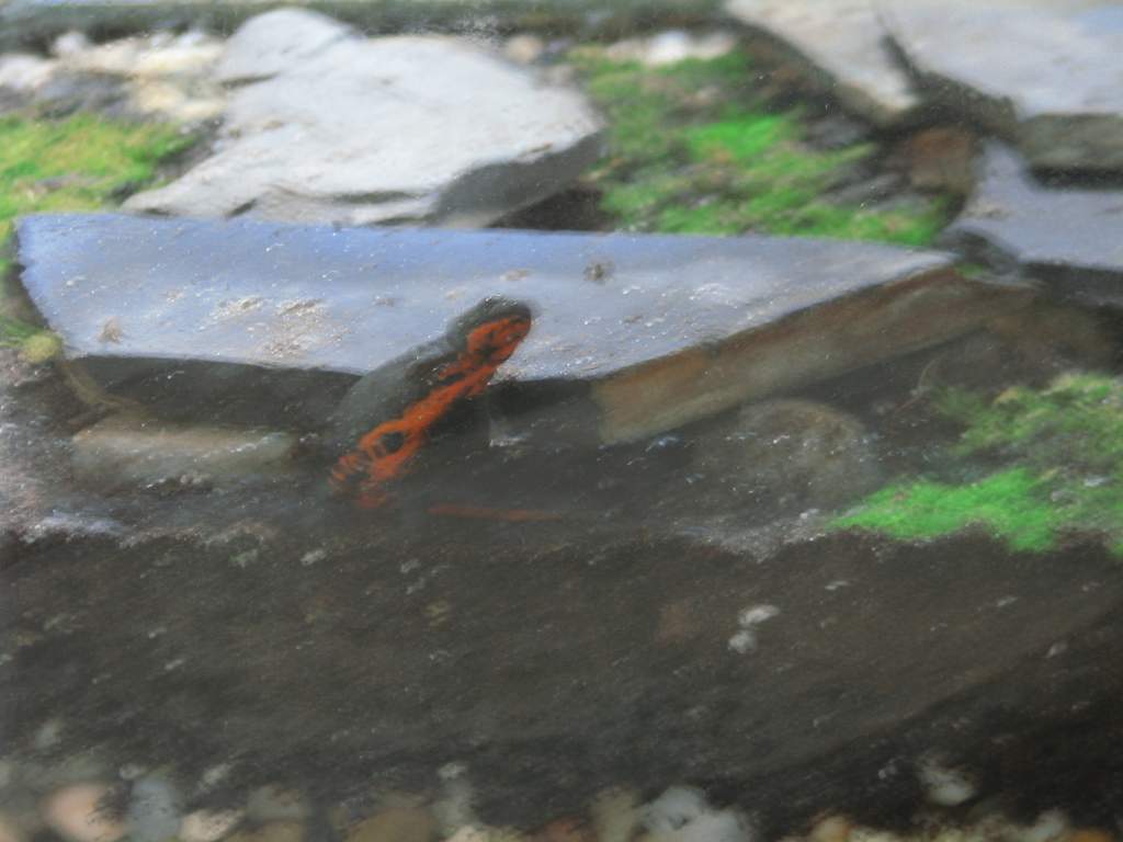 Chinese firebelly newt