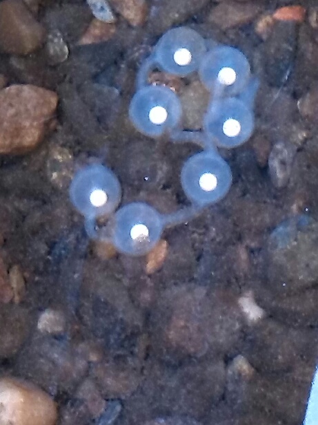 Chinese giant salamanders' eggs