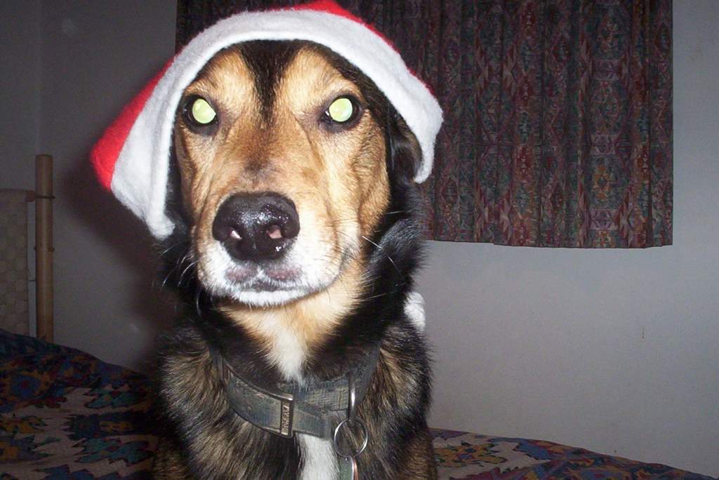 Chrismas Devil (the eyes of an animal possessed).